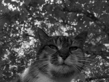 Close-up portrait of cat against blurred background