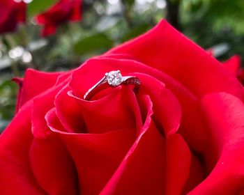 Close-up of ring on red rose