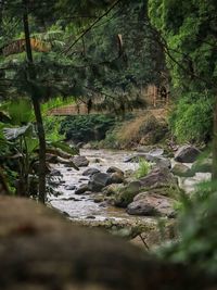 Scenic view of river flowing through rocks in forest