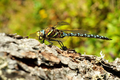 Close-up of insect. dragonfly - aeshna cyanea - male on a tree