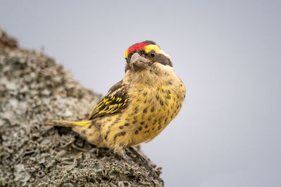 Red-fronted barbet twisting body on lichen-covered branch