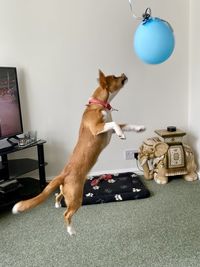 Dog sitting on table at home