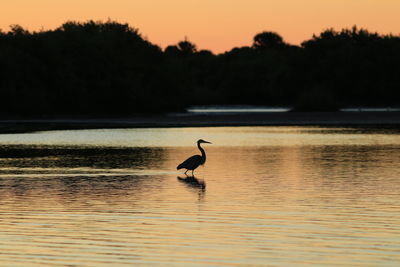 Bird in a lake