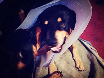 dog