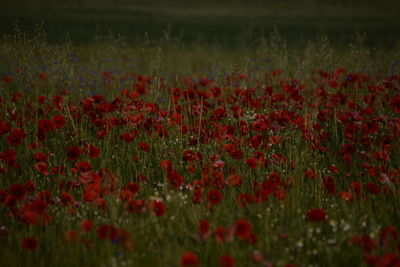 Red flowering plants on field