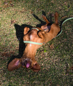 Dog lying on grassy field