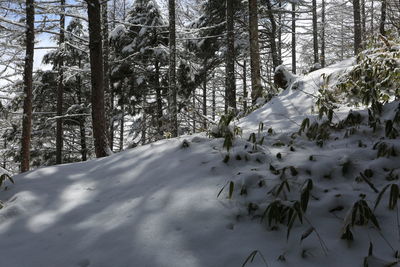 Snow covered land and trees in forest