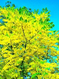 Low angle view of trees against clear sky