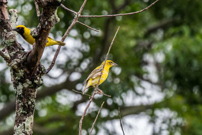 Close-up of bird perching on tree