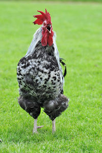 View of a bird on field