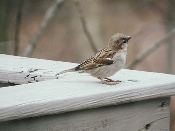 Bird perching on wooden wall