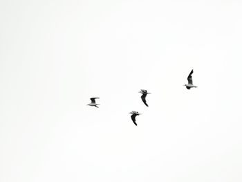 Low angle view of birds flying in sky