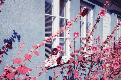 Low angle view of flowering plant against building