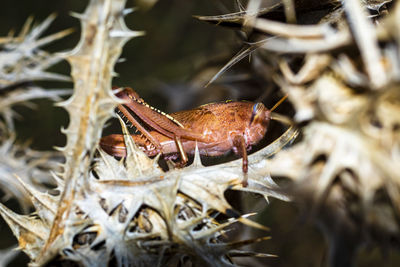 Close-up of a lizard on dry leaf