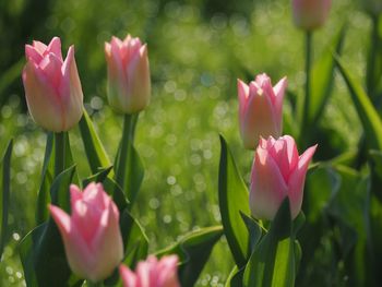 Close-up of pink tulips