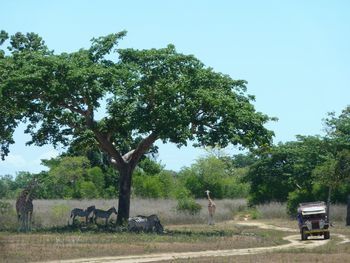 Trees on field