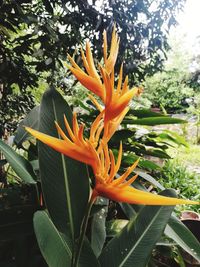 Close-up of orange flower