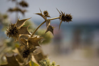 Close-up of wilted flower against sky