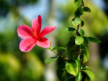 Hibiscus in a garden