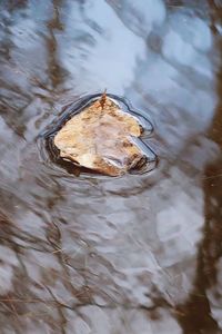 High angle view of turtle in lake