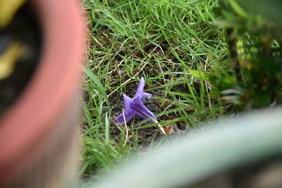 High angle view of purple crocus flowers
