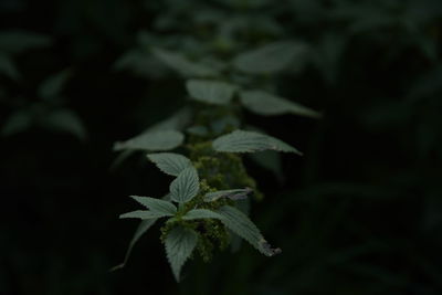 Close-up of plant at night