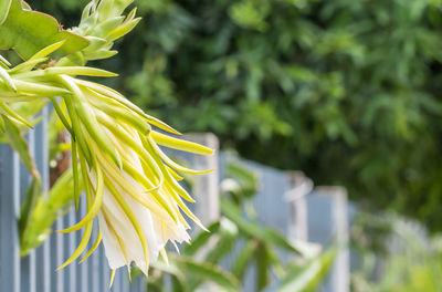Close-up of yellow flowering plant