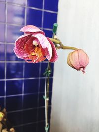 Close-up of pink flower on plant