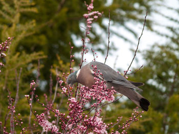 Bird perching on a tree