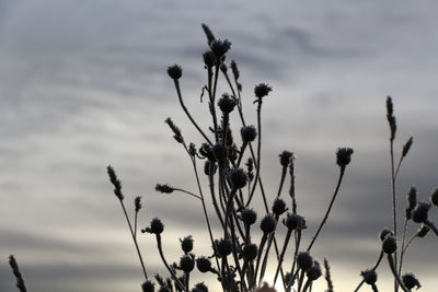 Close-up of plants