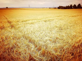 Scenic view of wheat field against sky