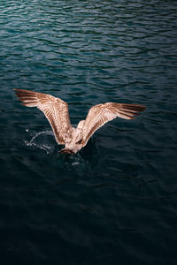 High angle view of seagull flying over sea