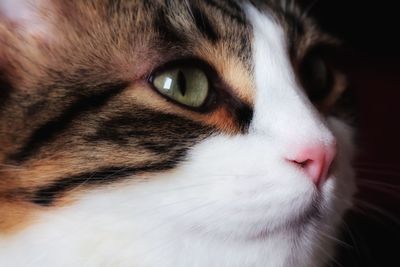 Close-up portrait of cat