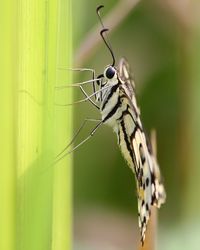 Close-up of butterfly on leaf