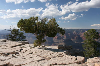 Trees on rock formation against sky at grand canyon national park