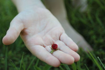 Close-up of hand holding plant