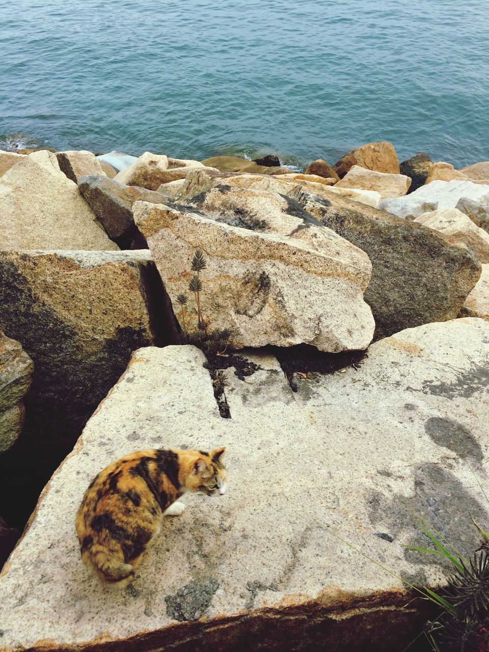 animal themes, mammal, pets, domestic animals, one animal, water, dog, sea, high angle view, beach, rock - object, shore, nature, relaxation, outdoors, day, sunlight, no people, rock, resting