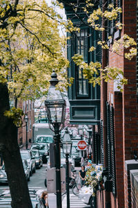 Street light and trees in city
