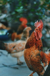 Close-up of rooster