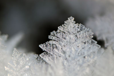 Close-up of snow on leaf