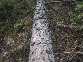 Close-up of tree trunk in forest