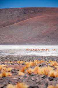 Laguna brava 