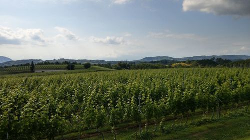 Scenic view of agricultural field against sky