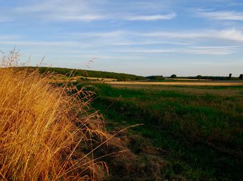 Scenic view of field against sky