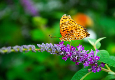 Close-up of butterfly pollinating on purple flower