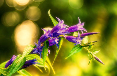 Close-up of purple flowers