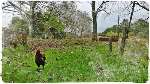 Bird perching on tree trunk