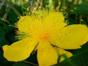 Close-up of yellow flower