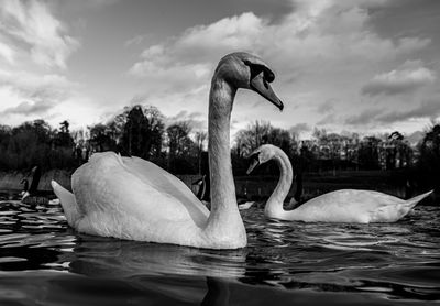 Swan swimming in lake against sky