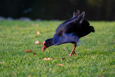 Black bird on a field